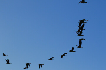 Regensburg, Germany: wild goose flaying near the Danube water stream