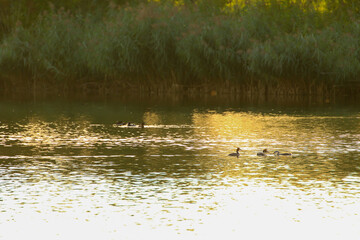 The wild goose float in the evening lake while the golden light reflected in the beautiful water surface.