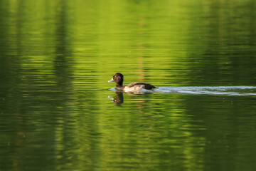 wild ducks on the lake near danube river in Germany