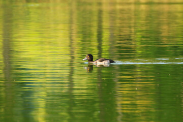 wild ducks on the lake near danube river in Germany