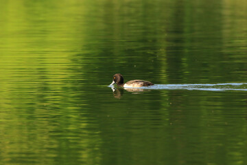 wild ducks on the lake near danube river in Germany