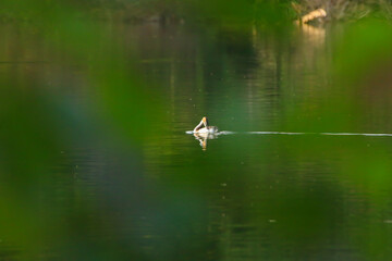 Great crested grebe bird floating on the Danube river