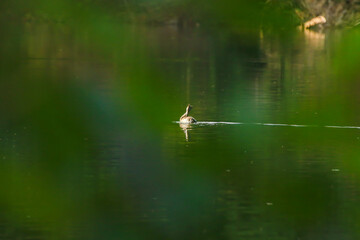 Great crested grebe bird floating on the Danube river