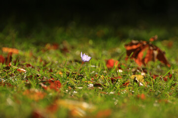 Crocus flower in the park in autumn season