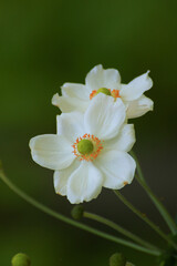 Fototapeta na wymiar Closeup of beautiful white flowers in the park