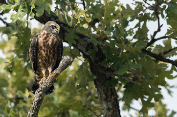 Juvenile Mississippi kite