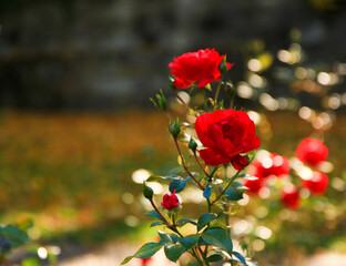 Obraz premium Beautiful red rose in a garden in Autumn season