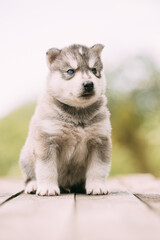 Four-week-old Husky Puppy Of White-gray Color Sitting On Wooden Ground
