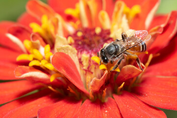 Picture of bee or honeybee on the Red purple or Red flower.