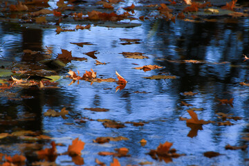 October Autumn Maple Leaf floating on water