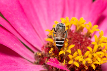 Picture of bee or honeybee on the violet purple or pink flower.