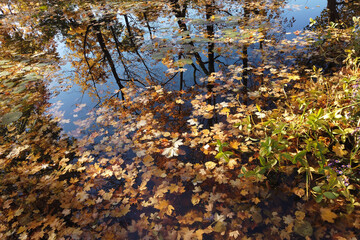 October Atumn Maple Leaf floating on water