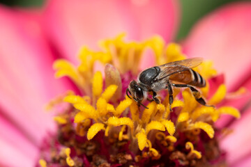 Picture of bee or honeybee on the violet purple or pink flower.