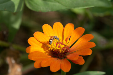 Picture of bee or honeybee on the Red purple flower or orange flower.