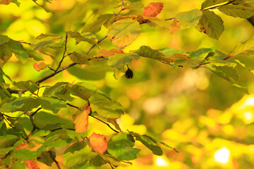 autumn trees and leaves with colorful foliage in the park.