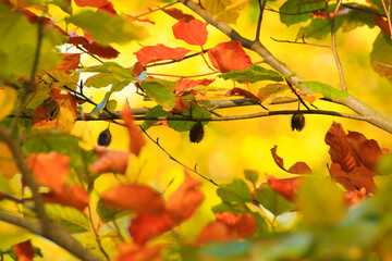 Fototapeta premium autumn trees and leaves with colorful foliage in the park.