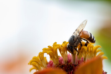 Picture of bee or honeybee on the Red purple flower or orange flower.