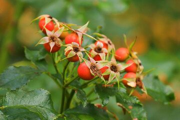 Red rosehip berries on a branch. In the garden in early autumn