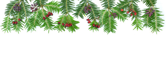 Green coniferous twigs and red dry berries isolated on white background. Christmas border.
