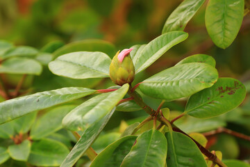 Fototapeta na wymiar Rhododendron Hybride flower in the garden in Autumn season