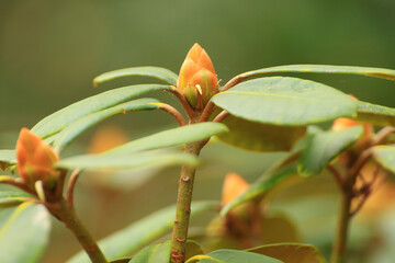 Rhododendron Hybride flower in the garden in Autumn season