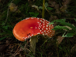Big, red poisonous mushroom Fly Agaric (Amanita Muscaria) mushroom with white warts and visible white veil in a forest surrounded with green grass dry leaves and moss on forest ground