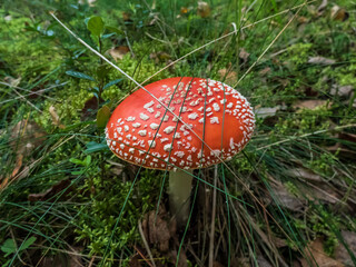 Big, red poisonous mushroom Fly Agaric (Amanita Muscaria) mushroom with white warts and visible white veil in a forest in green grass and moss in autumn