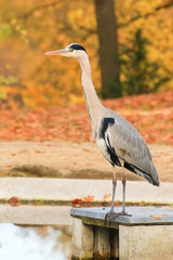 gray heron near a pond in Autumn season