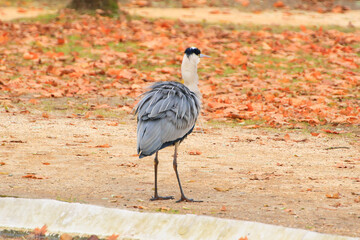 gray heron near a pond in Autumn season
