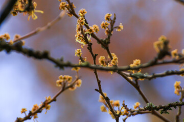 Beautiful autumn landscape with colorful foliage in the park.