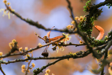 Beautiful autumn landscape with colorful foliage in the park.