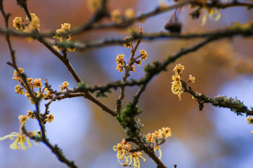 Beautiful autumn landscape with colorful foliage in the park.