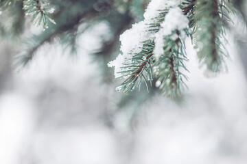 Beautiful Christmas Background with snow covered green pine tree brunch close up. Copy space, trendy neutral design. Vintage December wallpaper. Natural winter holiday forest backdrop
