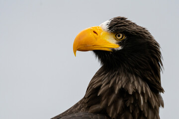Close up of a Steller's sea eagle head. Yellow bill and eye, large nostrils. Against the background of nature