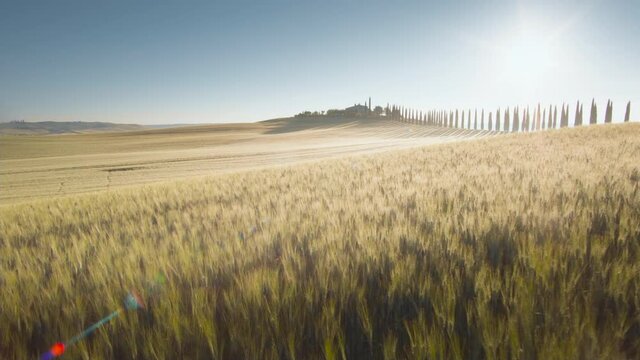 field of wheat in Tuscany, Italy