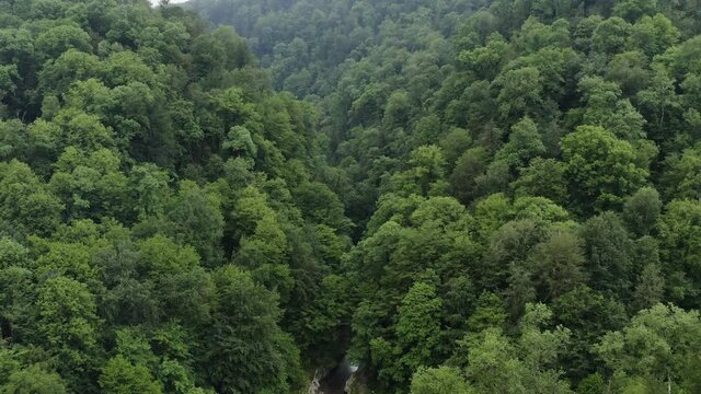 Caucasus. Khosta river. Flight through the Devil's gate canyon. The area of yew-boxwood grove.