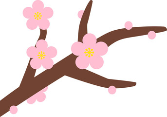 Obraz na płótnie Canvas 枝に付いて咲いている薄いピンク色の梅の花