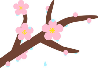 雨上がりで水滴が付いている梅の花(二十四節気の雨水のイメージ)