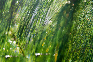 Green needles in winter sun.