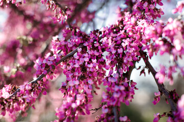 Obraz premium Many small pink flowers on a tree branch