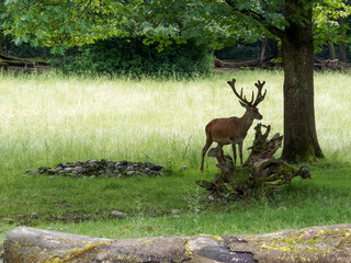 Cerf élaphe ou cervus elaphus avec ses grands bois au pelage brun-roux aux aguets sous un chêne...