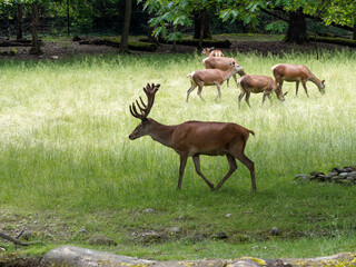 (Cervus elaphus) Jeune cerf élaphe ou daguet avec ses bois accompagné de biches dans une clairière en Suisse