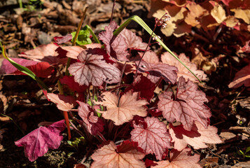 heuchera plants as very nice natural background