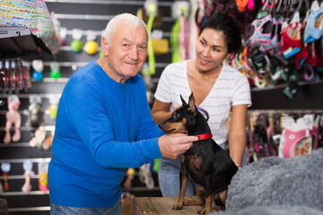 Old man and Asian woman choosing new collar for little zwergpinscher in pet shop.