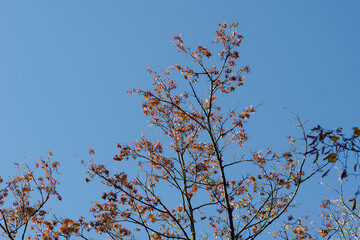 Branches of an ash tree with brown leaves and seeds against a bl