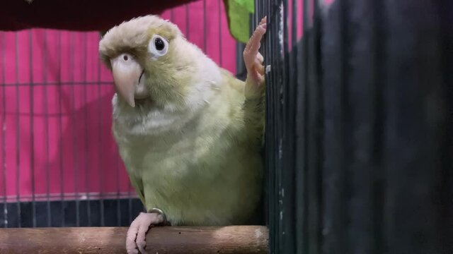 Green-cheeked parakeet or green-cheeked conure is poses on a branch in a cage. Its a popular pet in Thailand.
