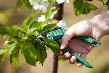 Farmer pruning cherry trees and branches of young trees during blossom in spring.