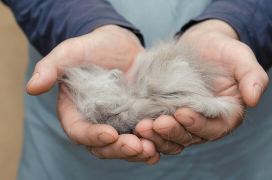 Grooming. Pets. A man is holding a bundle of gray cat hair in hi