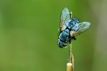 European blue bottle fly after rain. With large water drops on the body and eye. Sitting on dry grass in the meadow. Blurred natural green background. Copy space. Genus species. Calliphora vicina.
