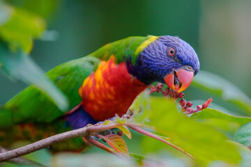 rainbow lorikeet parrot